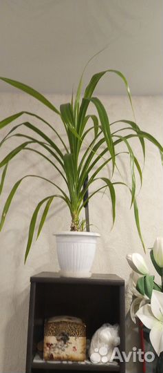 Пальма панданус