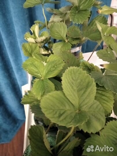 Рассада клубники