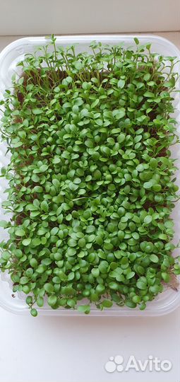 Микрозелень NRJrostok