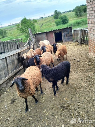 Овцы бараны ягнята