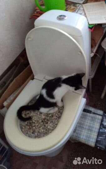 Устройство для приучения кошек к унитазу