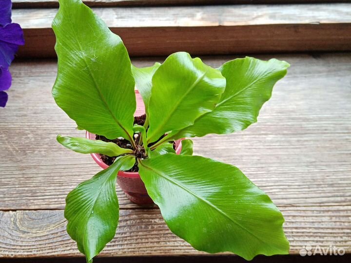 Папоротник