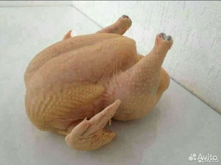 Цыплята бройлеры