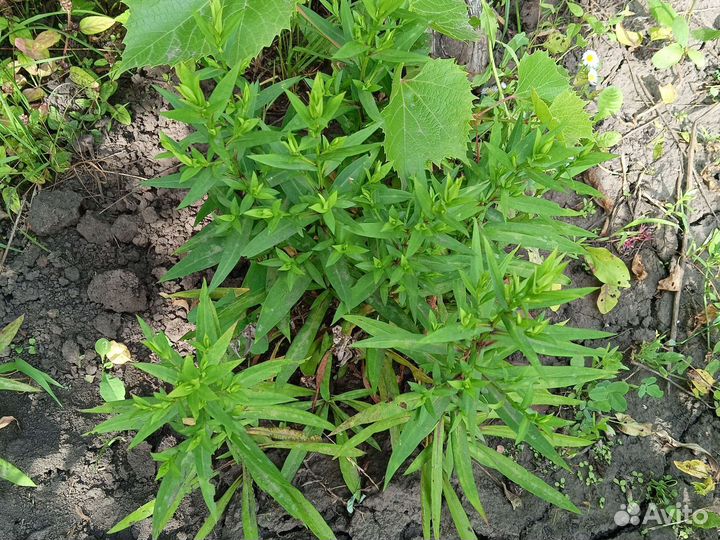 Астра многолетняя сиреневая. Бруннера