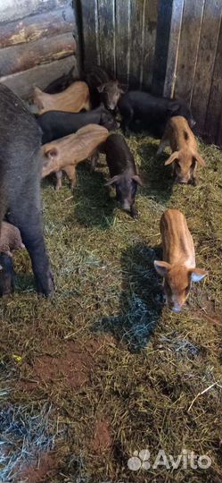 Поросята