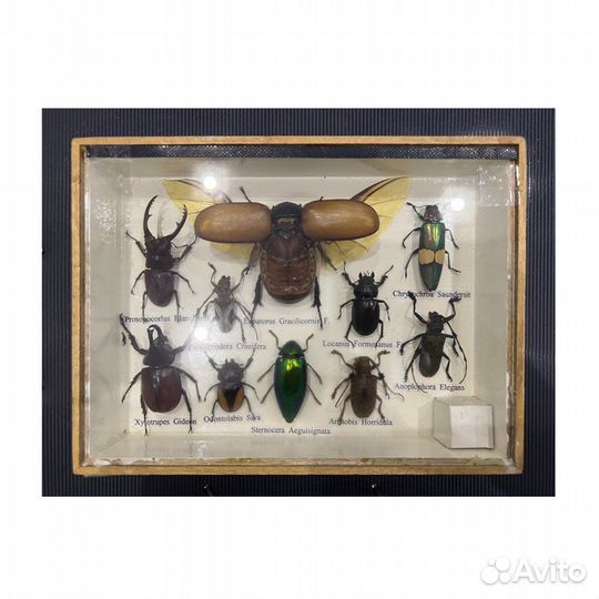 Насекомые в стекле