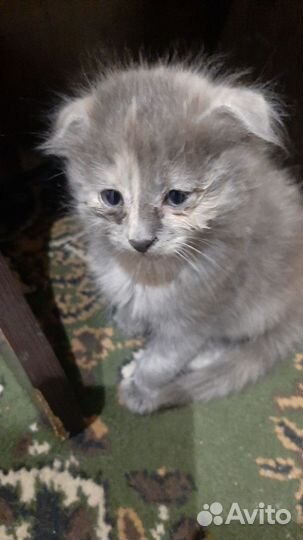 Британская кошка в дар