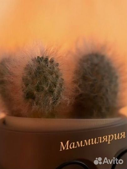 Кактус Маммилярия
