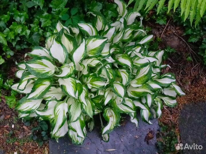 Многолетники Гортензия ирисы бадан хосты