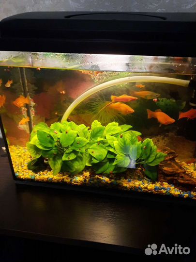 Аквариум с рыбами, рыбы, расстения