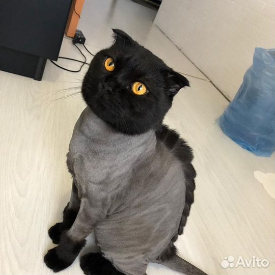 Стрижка кошек и собак