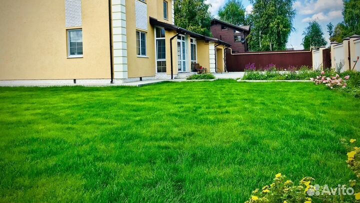 Газон многолетний для участка