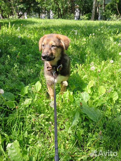 Щенок бесплатно