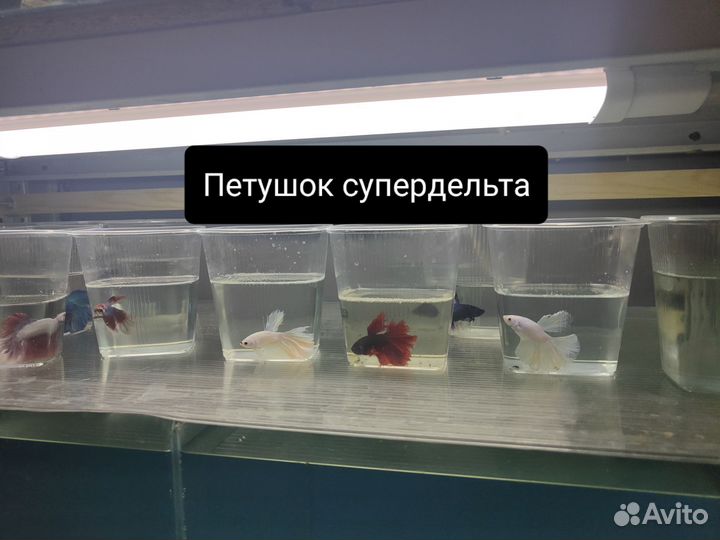 Аквариумные рыбки