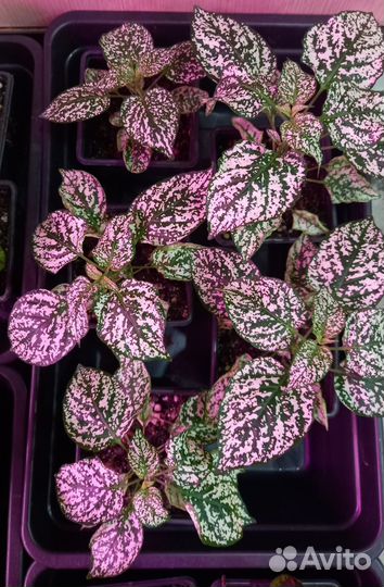 Гипоэстес, колеус