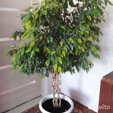 Фикус бенджамина большой