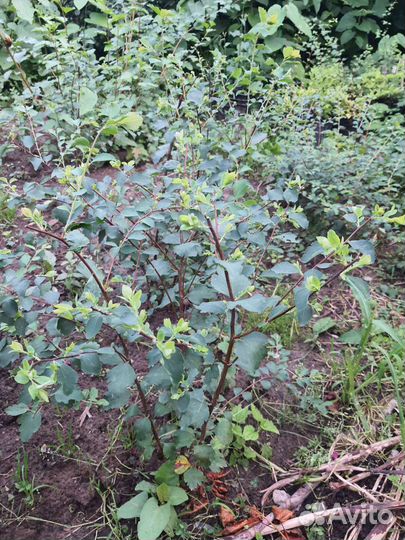 Спирея Вангутта