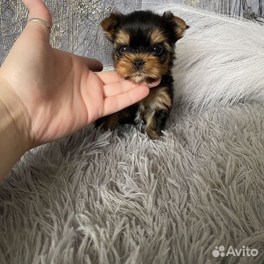 Йоркширский терьер щенки