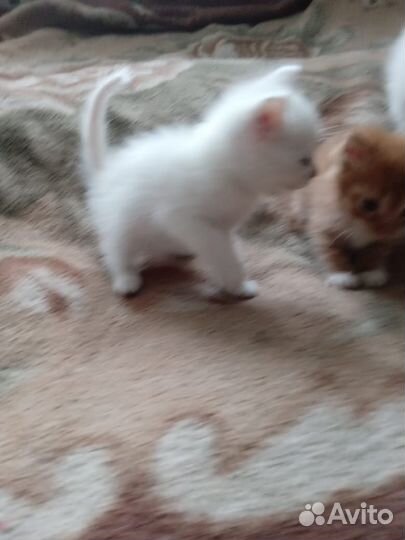 Котята в добрые руки бесплатно