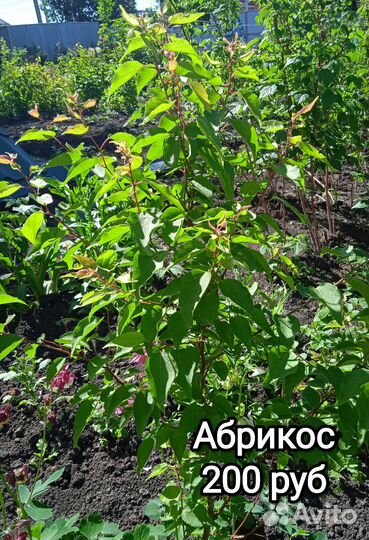 Малина, крыжовник, абрикос, смородина золотистая