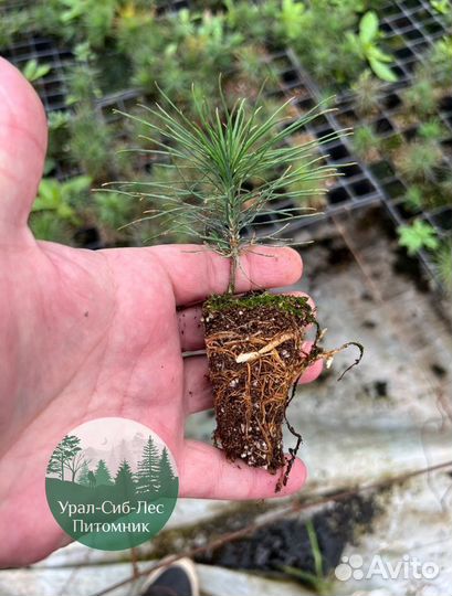 Зкс и окс Сосна Ель Лиственница сеянцы Голуб горн