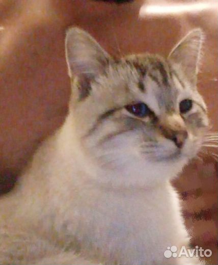 Котёнок в дар