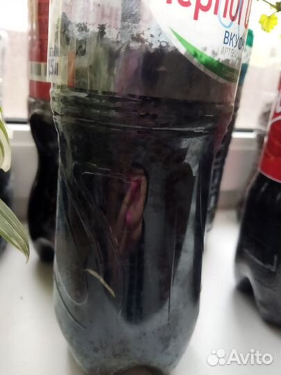 Саженцы винограда сортов Изабелла и Селигер