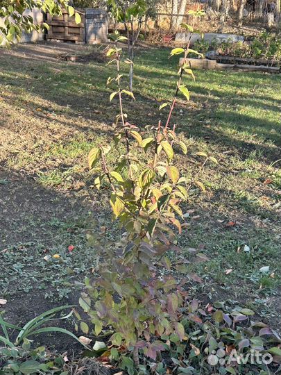 Кизил садовый