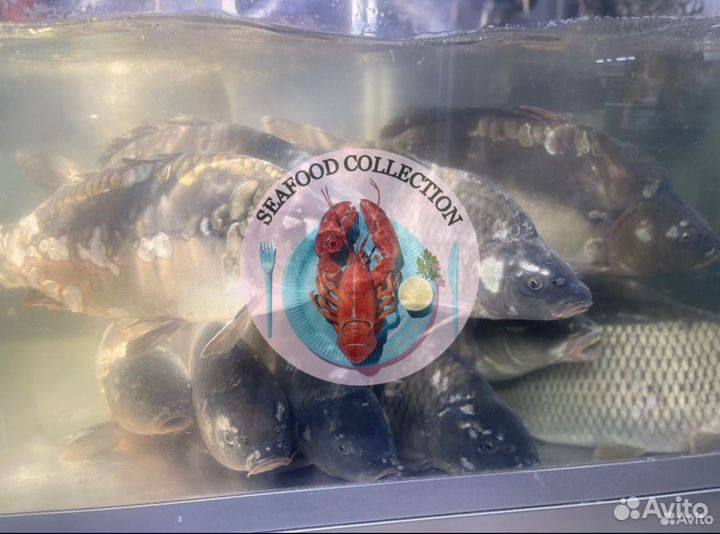 Карп Отборный