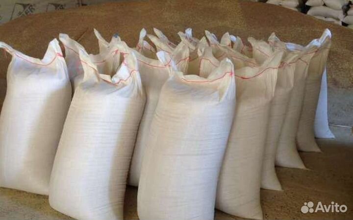 Зерно пшеница