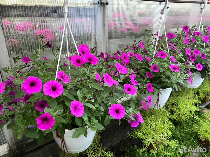 Ампельная петуния в кашпо