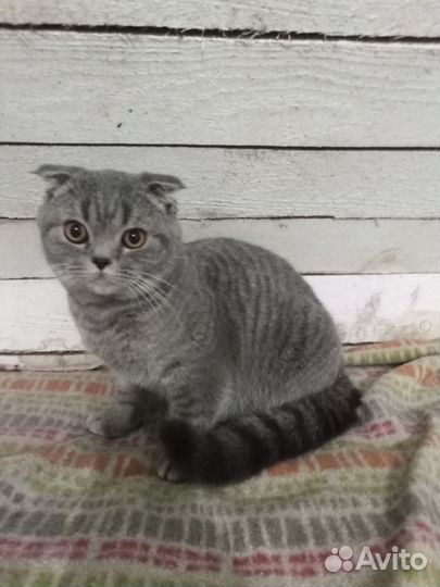 Шотландский кот