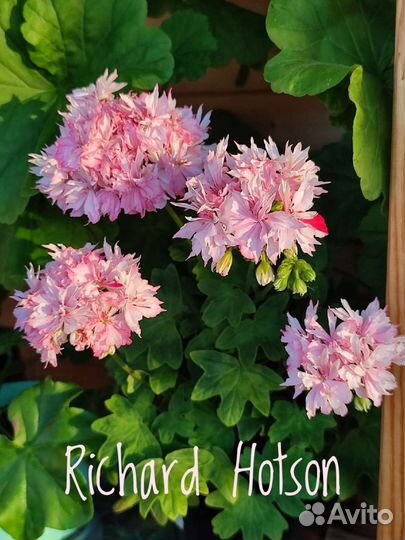 Пеларгония герань сортовая