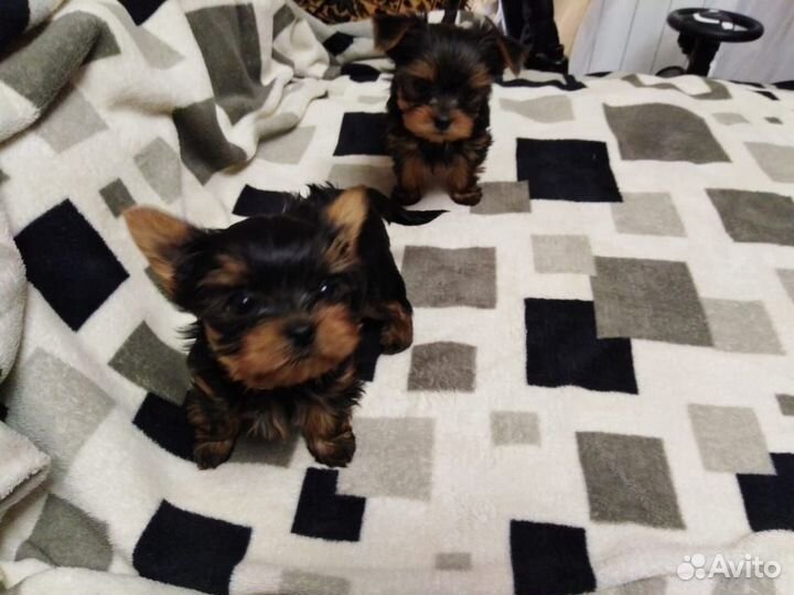 Йоркширский терьер щенки