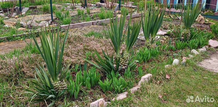 Юкка не нитчатая