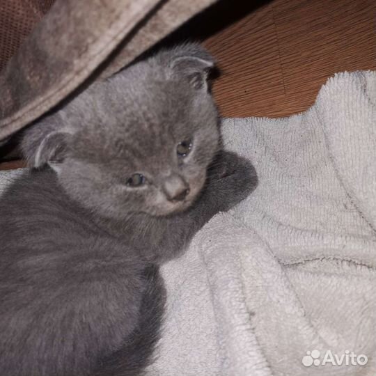 Шотландские вислоухие котята