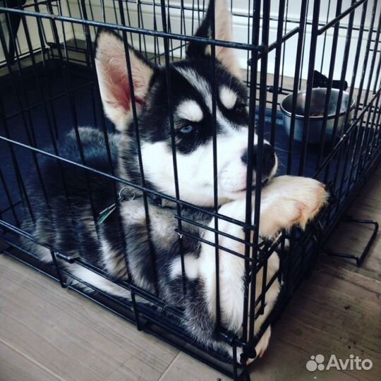 Клетка для собак