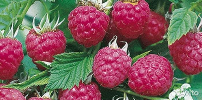 Ремонтантная малина