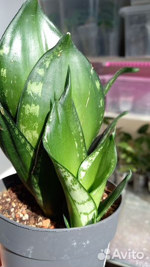 Ханни Сильвер Флейм