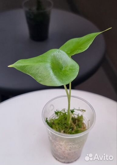 Алоказия Синуата (Alocasia Sinuata), Мело, Полли