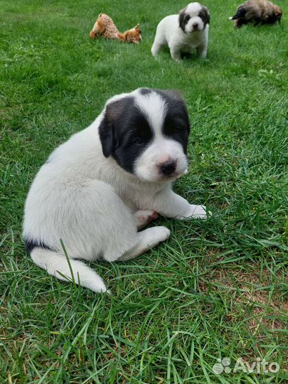 Пиренейская горная собака