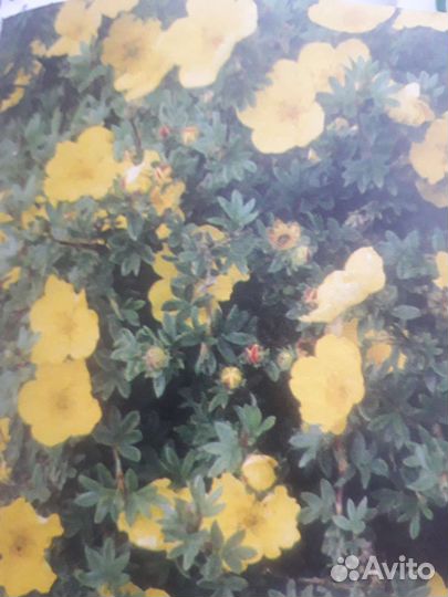 Декаративные кустарники для сада