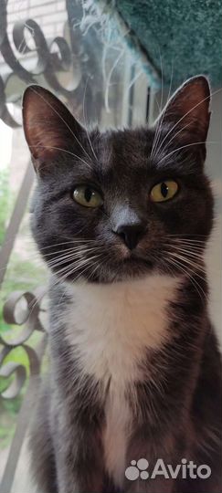 Кошка в дар