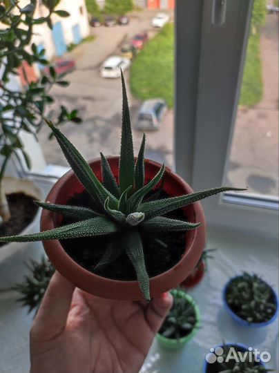 Суккуленты Хавортия