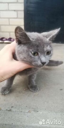 Котята от крысоловки