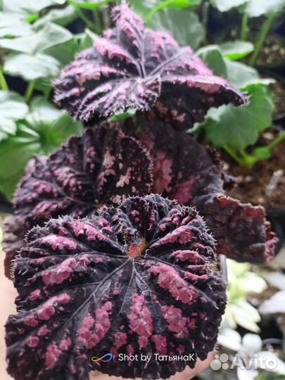 Бегония декоративно лиственная