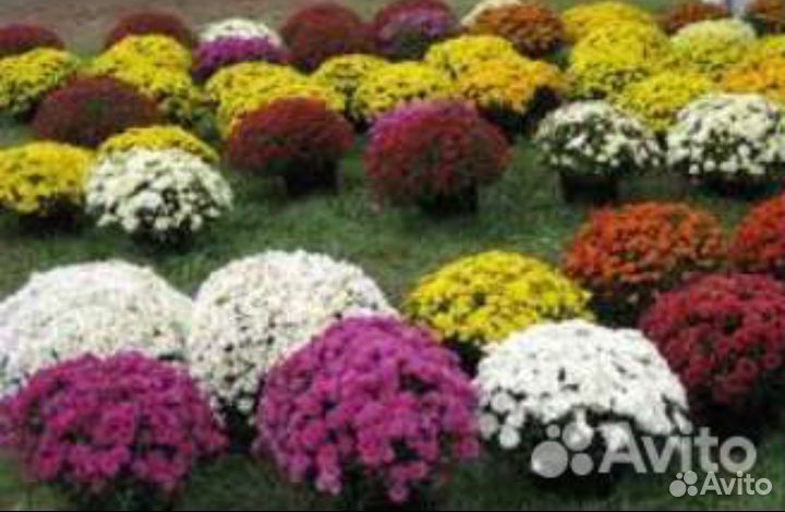 Саженцы мультифлоры