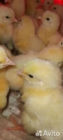 Бройлер суточный и подрост(в наличии)