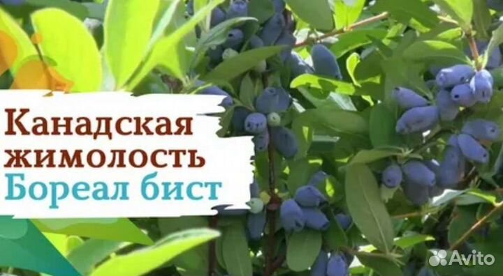 Жимолость бореал бист