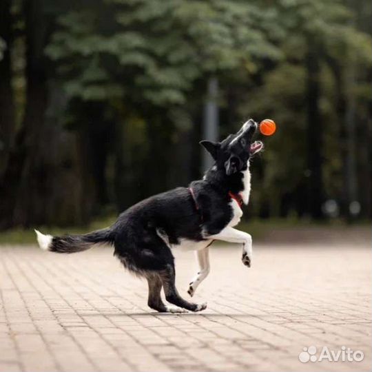 Миниатюрная собака в добрые руки